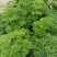 法香/荷兰芹