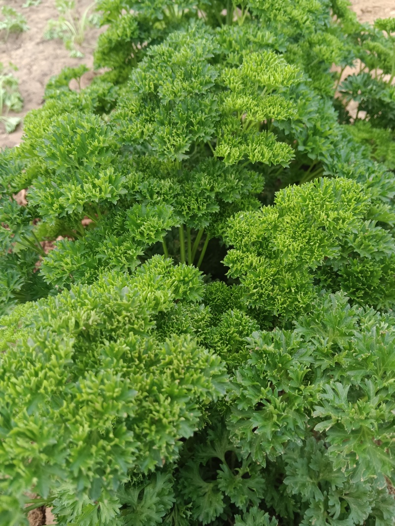 法香/荷兰芹