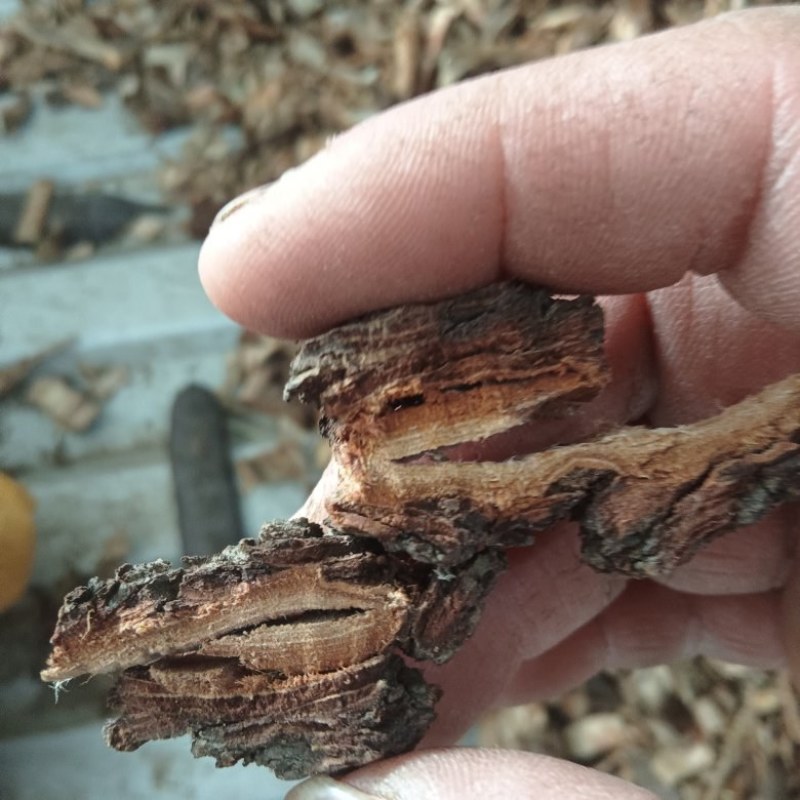大量批发榆树皮，榆白皮，榆树外皮，大量现货