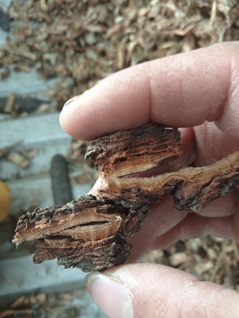 大量批发榆树皮，榆白皮，榆树外皮，大量现货