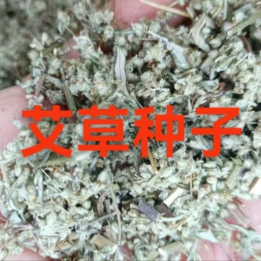 艾草种子药材种子四季播种驱蚊