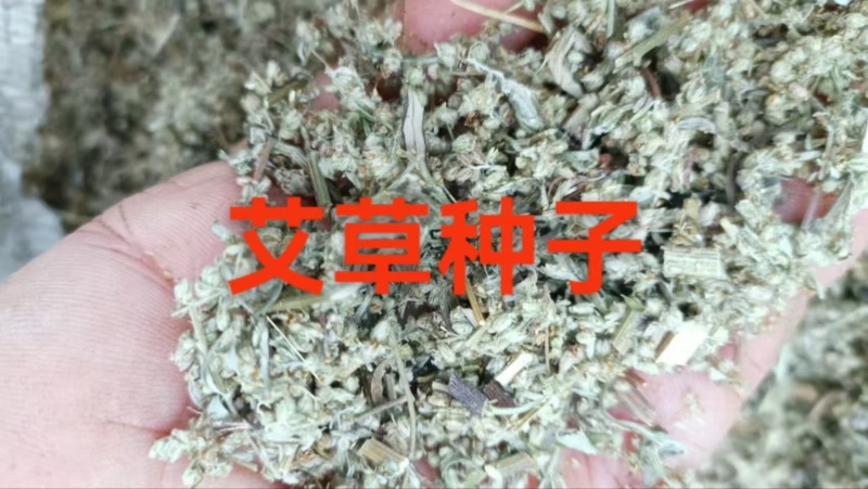 艾草种子药材种子四季播种驱蚊