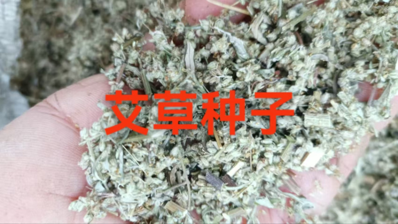 艾草种子药材种子四季播种驱蚊