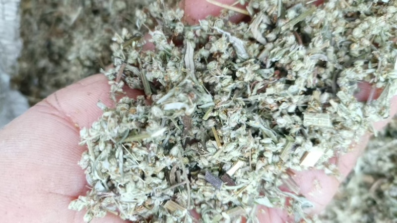 艾草种子药材种子四季播种驱蚊
