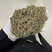 艾草种子药材种子四季播种驱蚊