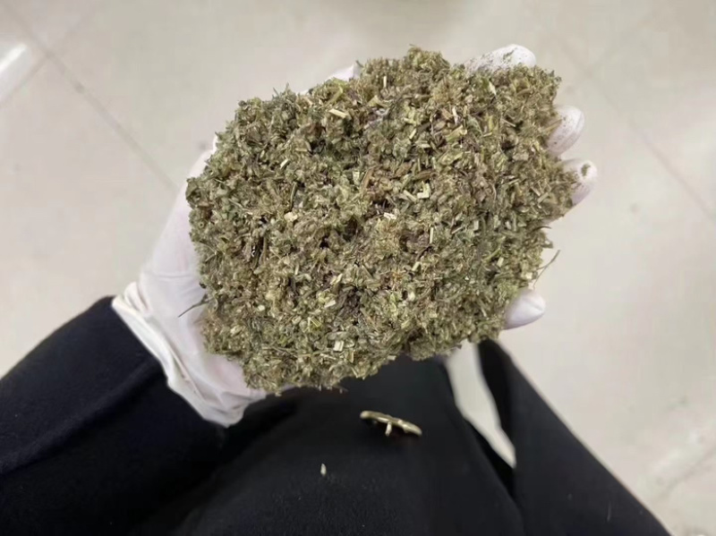 艾草种子药材种子四季播种驱蚊