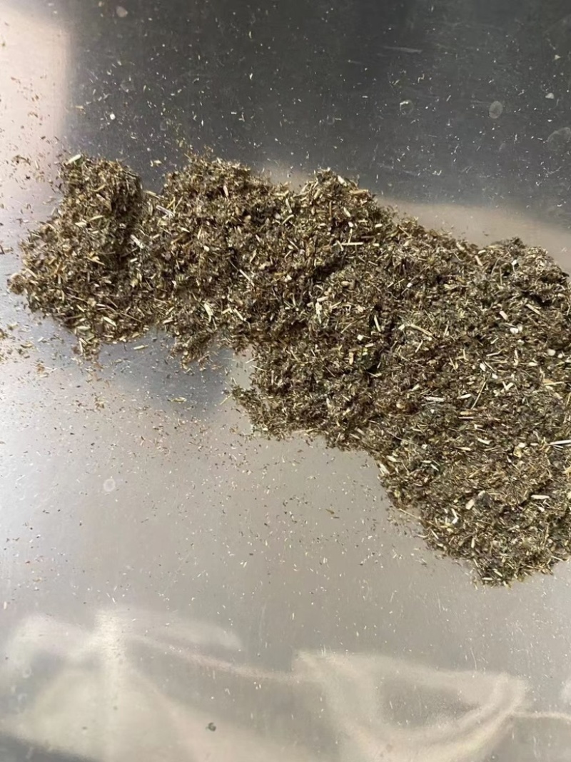 艾草种子药材种子四季播种驱蚊