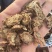 甘肃产地直发，丹参片，价格便宜，量大从优