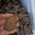 肉苁蓉中药材阿拉善正品管花软质肉苁蓉硬质泡酒料切