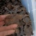 肉苁蓉中药材阿拉善正品管花软质肉苁蓉硬质泡酒料切