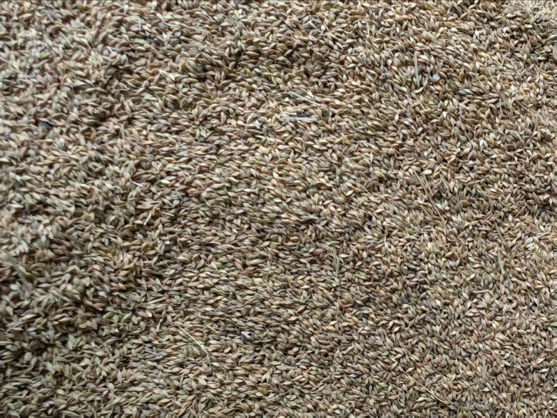 青绿苔草种子草坪种子四季多年生