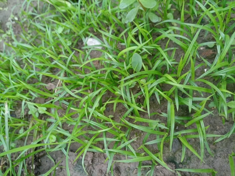 青绿苔草种子草坪种子四季多年生