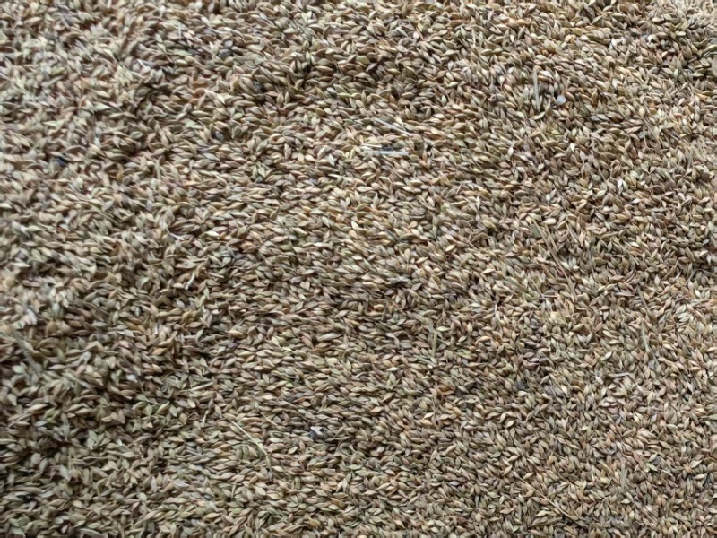 青绿苔草种子草坪种子四季多年生