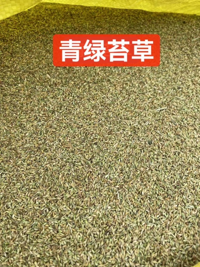青绿苔草种子草坪种子四季多年生