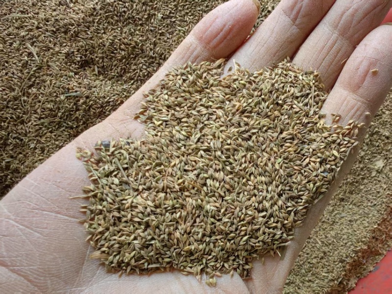 青绿苔草种子草坪种子四季多年生