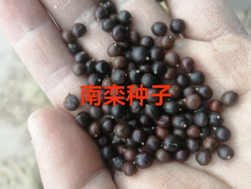 新采南栾种子黄山栾灯笼树种绿化