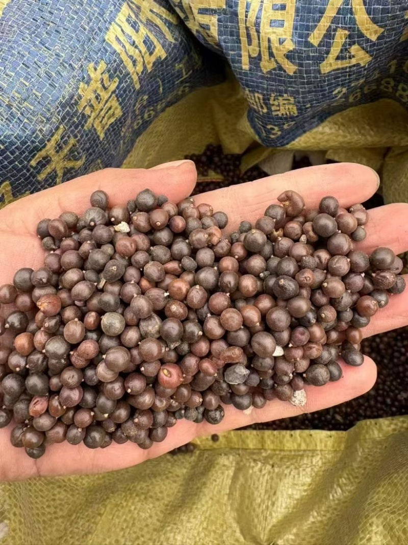 新采南栾种子黄山栾灯笼树种绿化