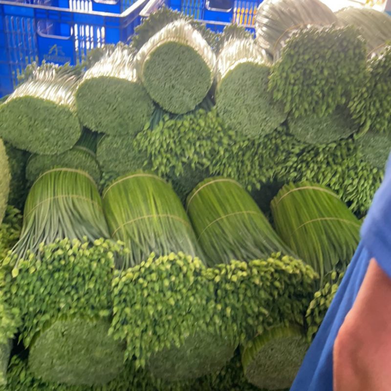 精品韭苔