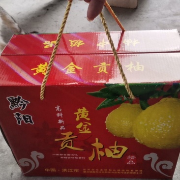 黄金贡柚，纯甜无酸，果然黄嫩，化渣细腻，核心产区。