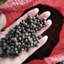 北栾种子北京栾灯笼树种绿化
