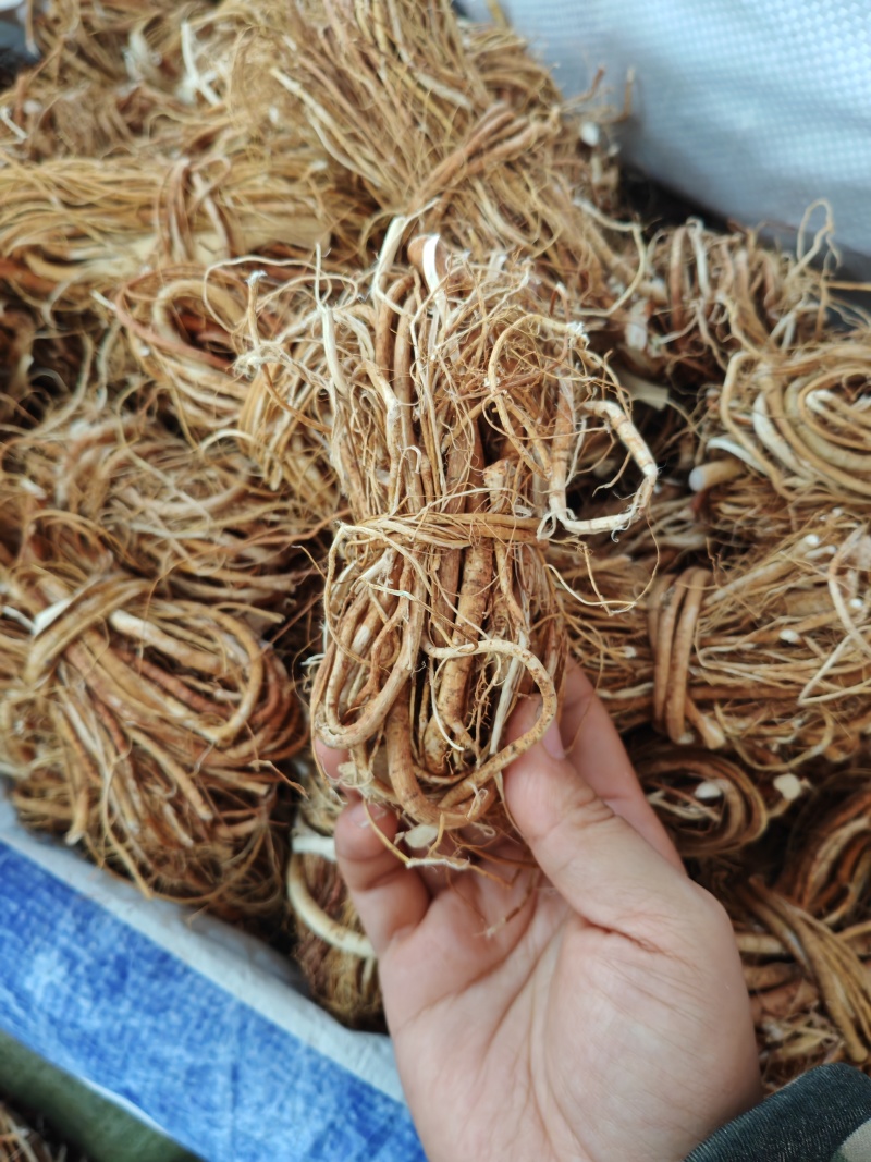五指毛桃