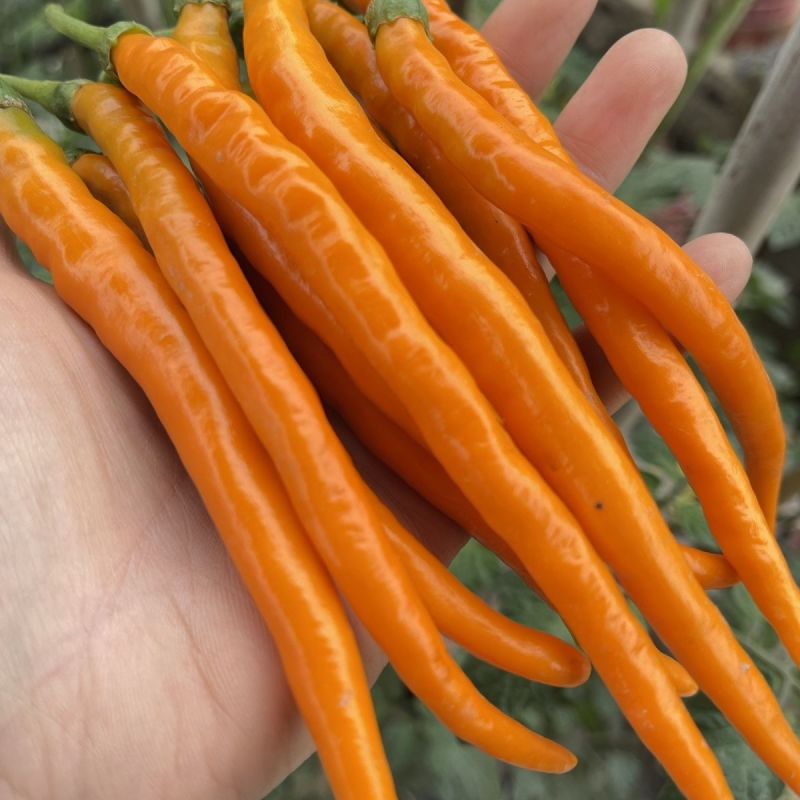 艳阳中早熟金黄色辣椒种子果实长羊角型果实光亮顺直辣味香浓
