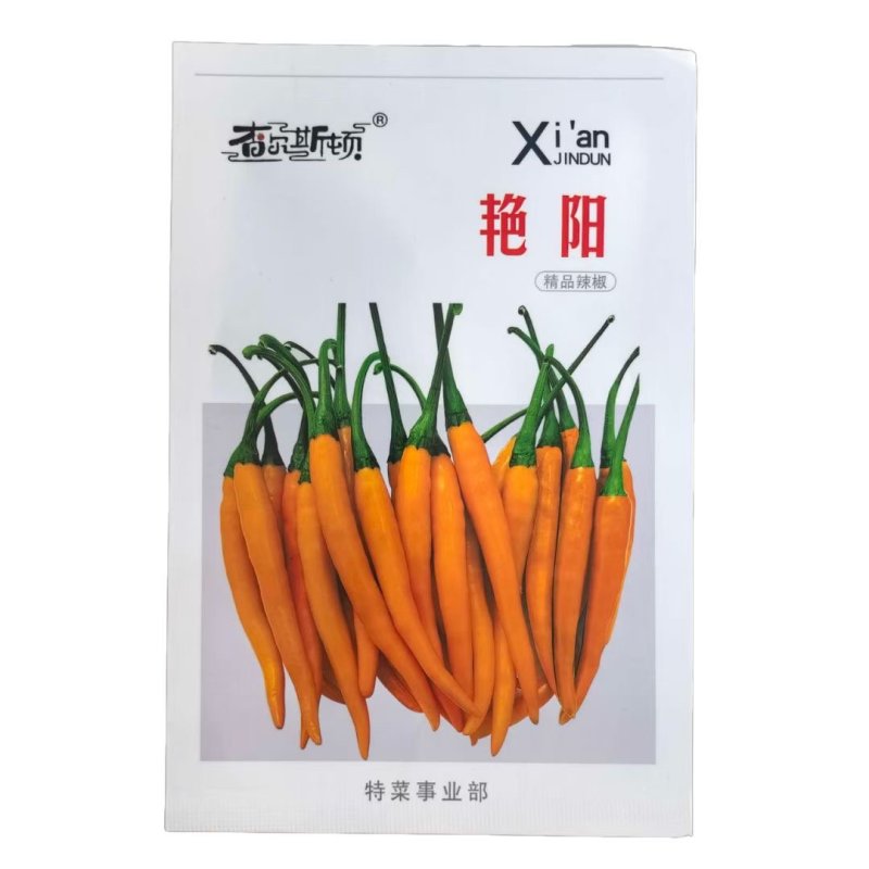 艳阳中早熟金黄色辣椒种子果实长羊角型果实光亮顺直辣味香浓