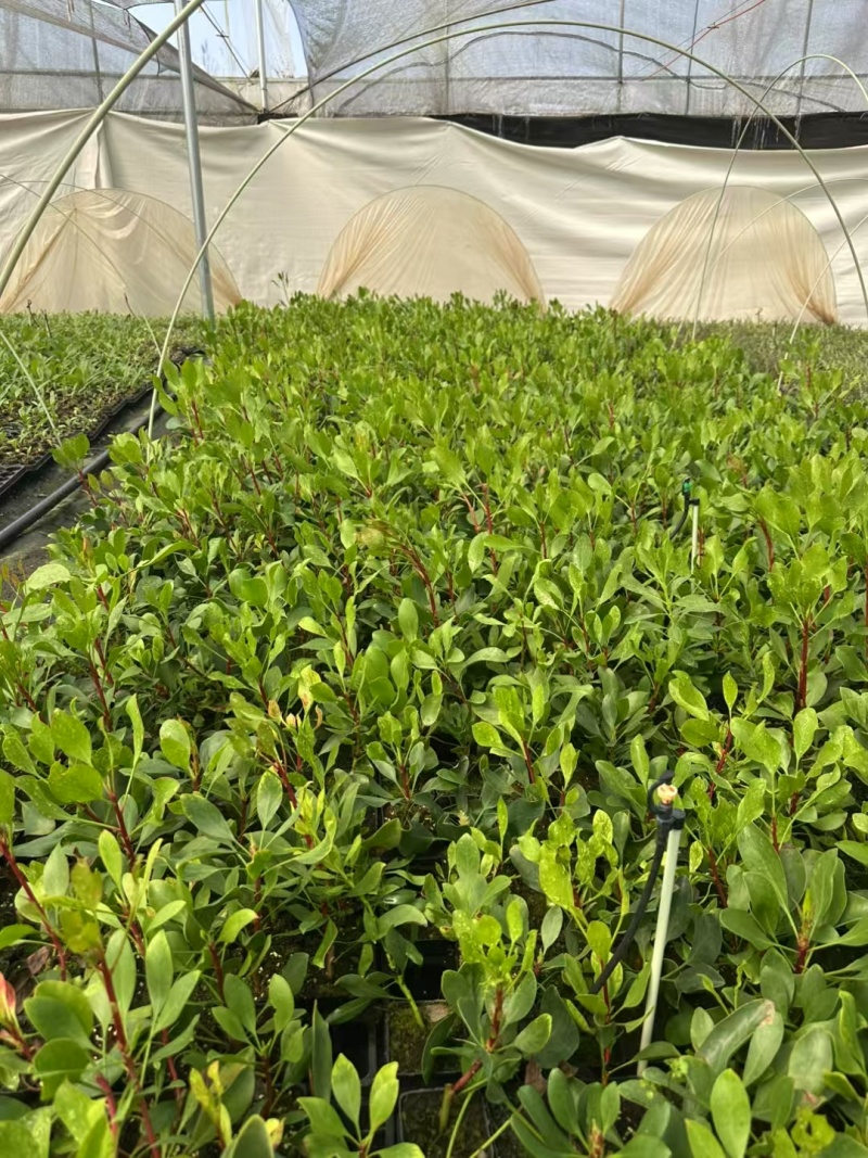 粉帝王白帝王袋苗精品苗可用于花束干花全国发货
