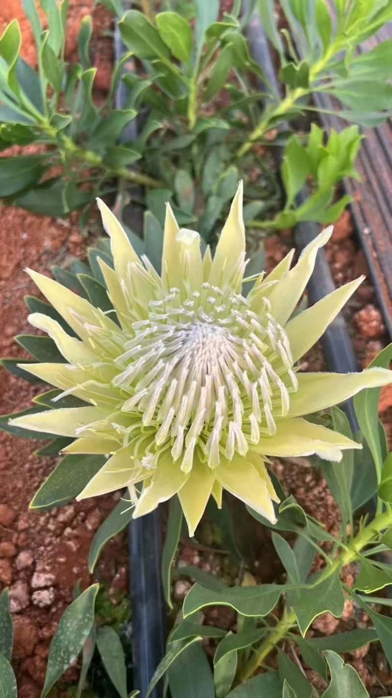 粉帝王白帝王袋苗精品苗可用于花束干花全国发货