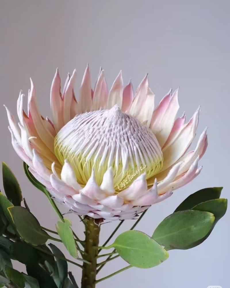 粉帝王白帝王袋苗精品苗可用于花束干花全国发货