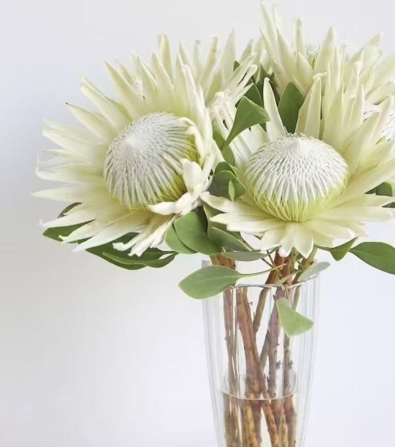 粉帝王白帝王袋苗精品苗可用于花束干花全国发货