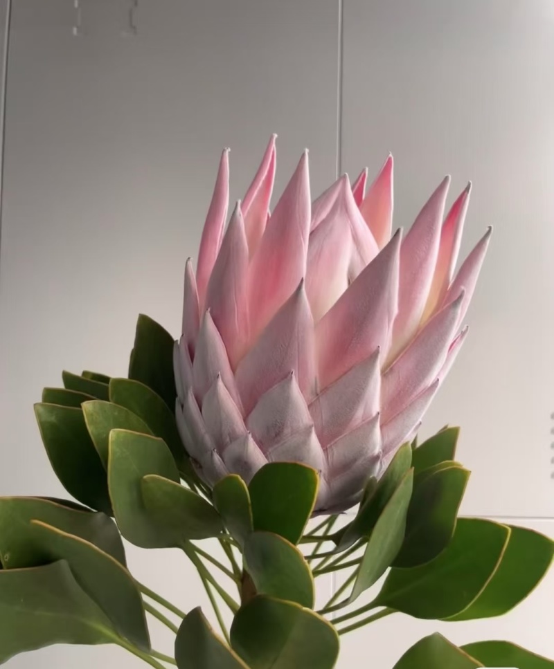 粉帝王白帝王袋苗精品苗可用于花束干花全国发货