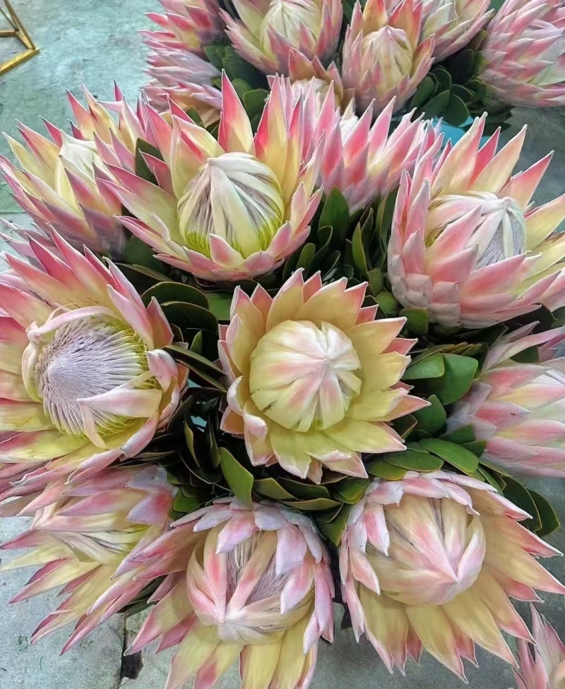 粉帝王白帝王袋苗精品苗可用于花束干花全国发货