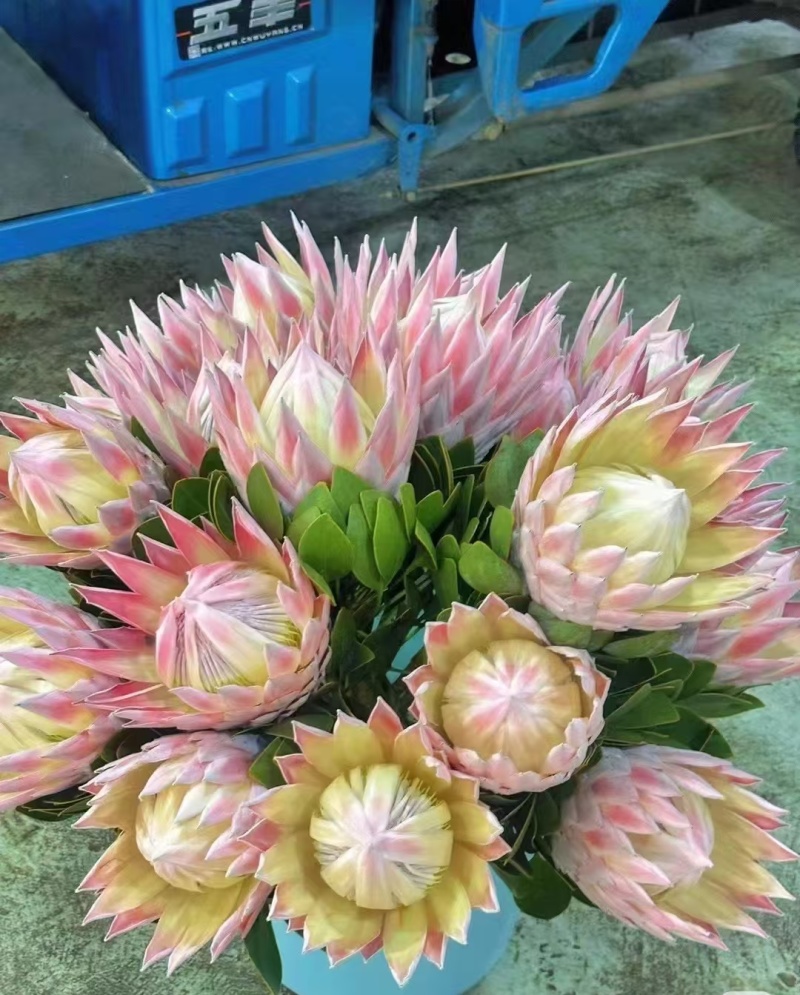粉帝王白帝王袋苗精品苗可用于花束干花全国发货