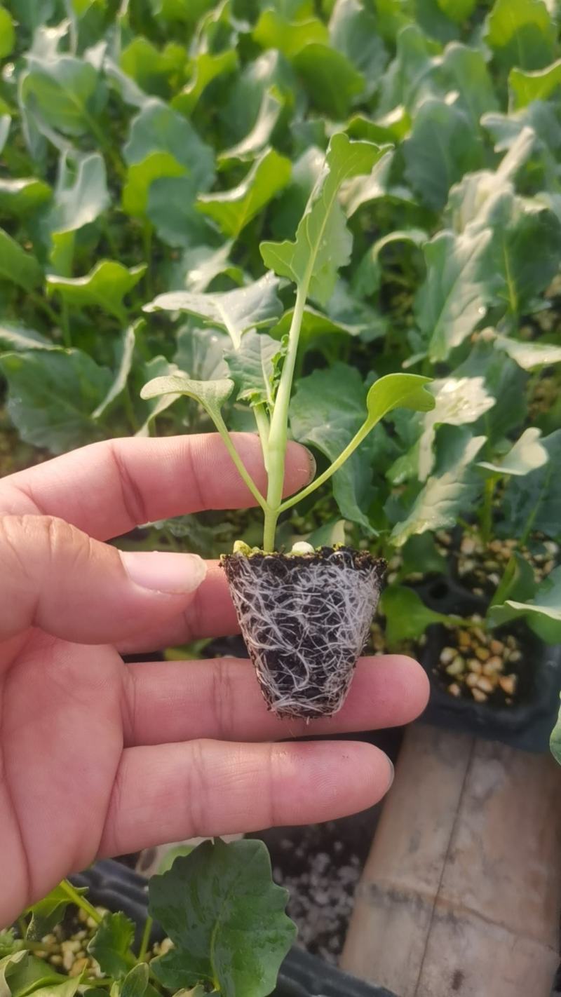 西蓝花苗炎秀耐寒优秀先正达蔓陀绿品种质量保证