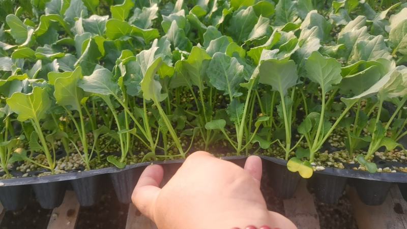 西蓝花苗炎秀耐寒优秀先正达蔓陀绿品种质量保证