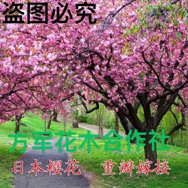 重瓣樱花樱花树苗不与假货拼价格只卖正宗晚樱提供发票