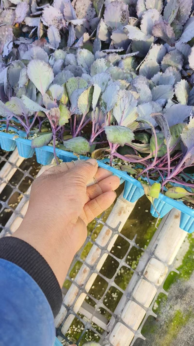紫甘蓝苗进口普来米罗112进口基质育苗
