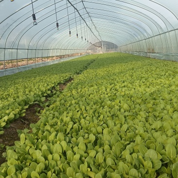 鸡毛菜