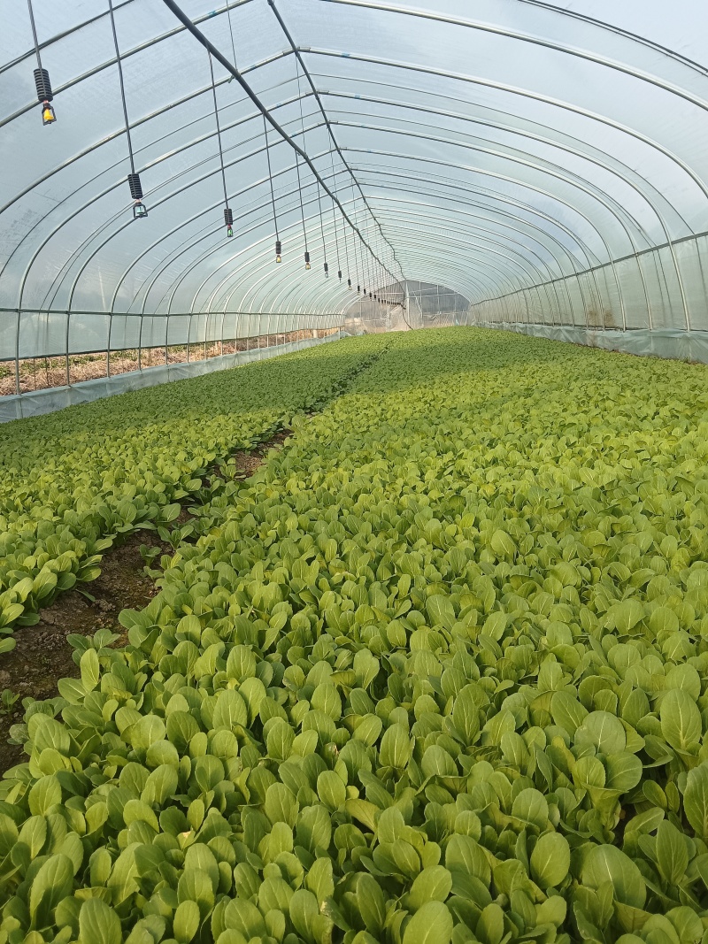 鸡毛菜