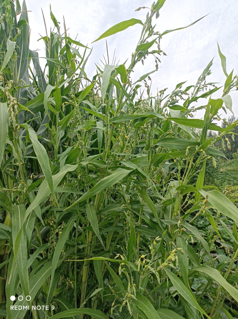 薏米种子，草珠子，薏米，精选薏米种子，全国发货，河北产