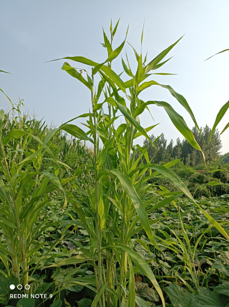 薏米种子，草珠子，薏米，精选薏米种子，全国发货，河北产