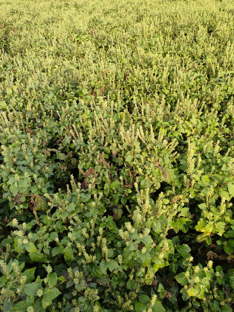 牛膝种子，牛膝子，内蒙产牛膝子，河北产牛膝子，技术指导