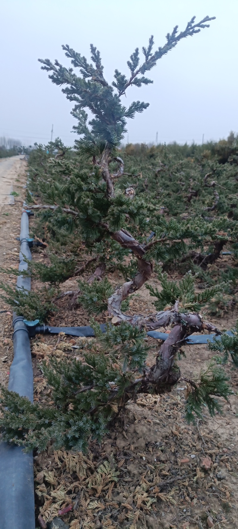 造型爬地柏铺地柏盆栽绿植阳台庭院花卉