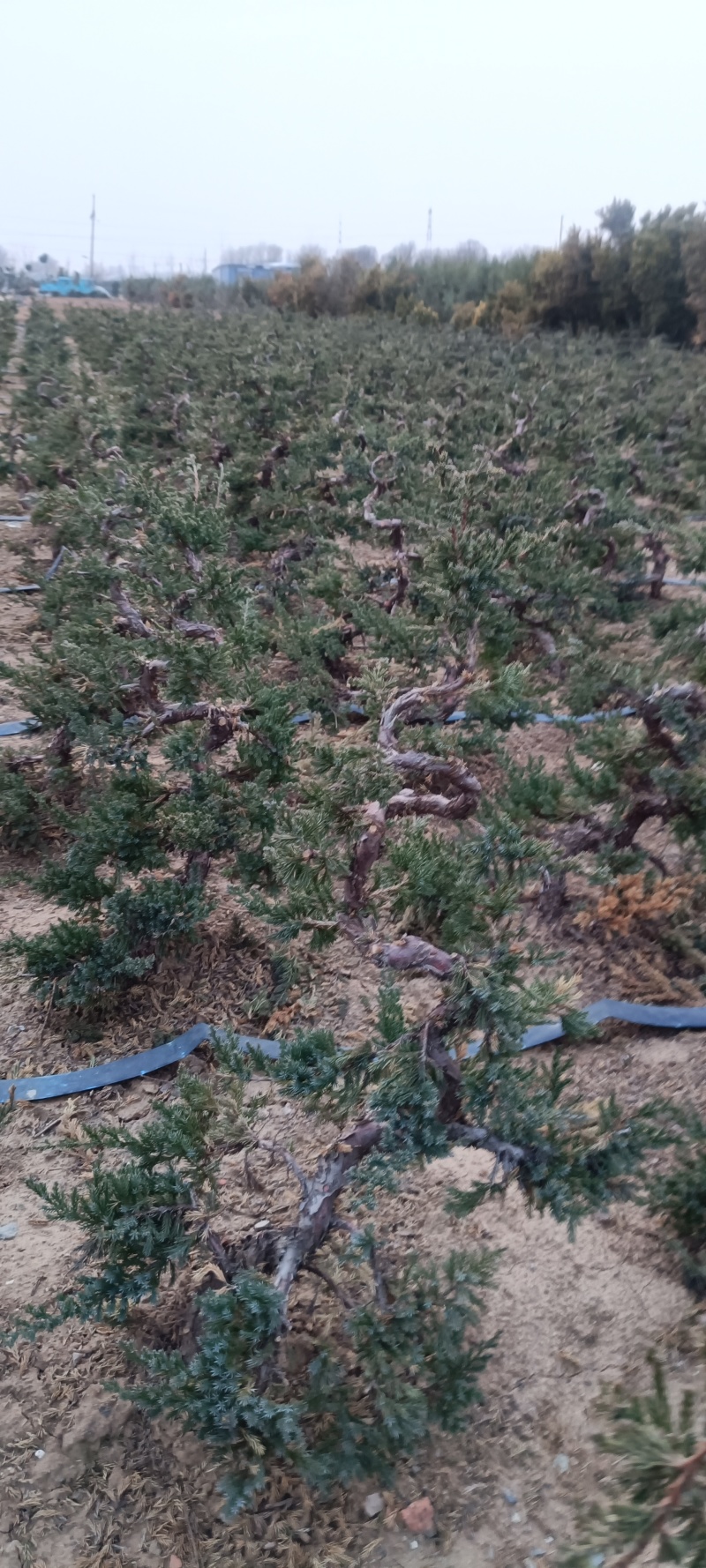 造型爬地柏铺地柏盆栽绿植阳台庭院花卉