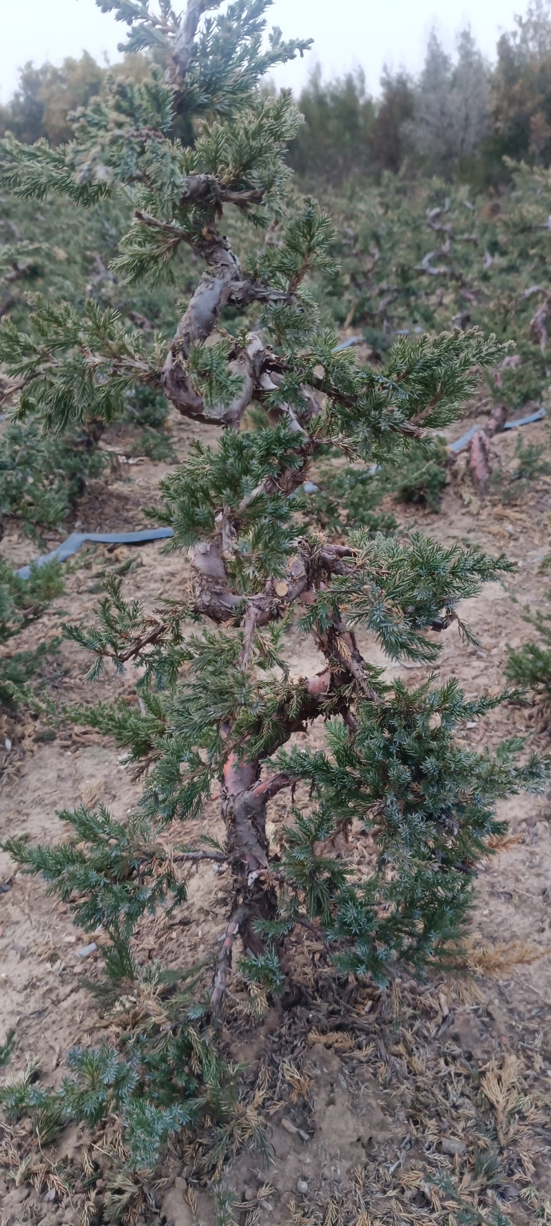 造型爬地柏铺地柏盆栽绿植阳台庭院花卉