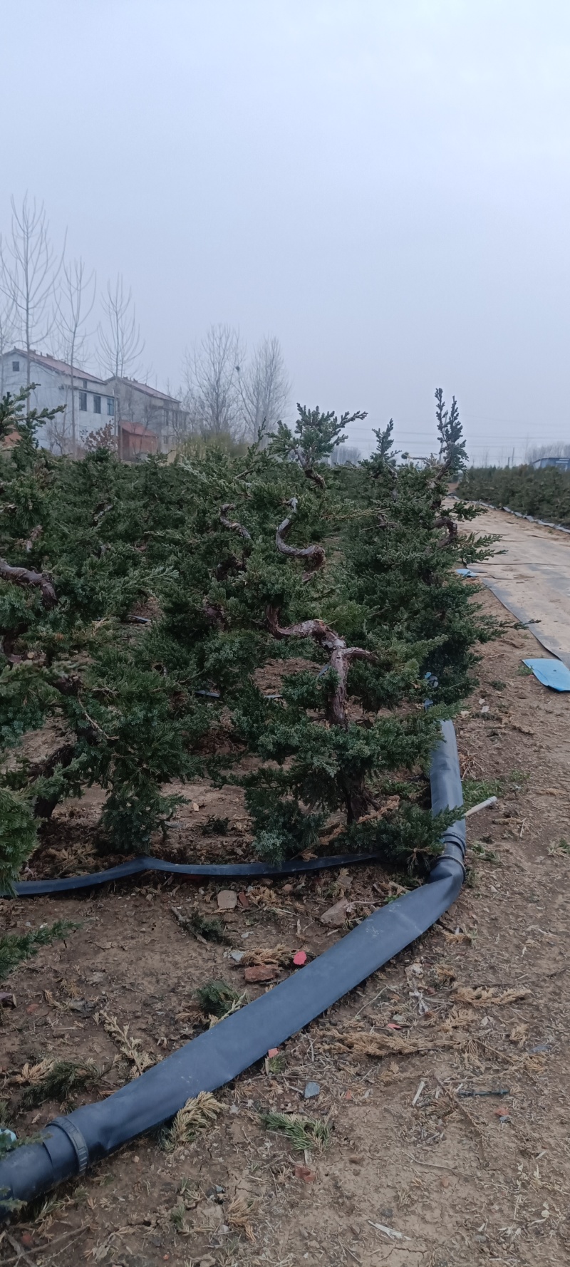 造型爬地柏铺地柏盆栽绿植阳台庭院花卉