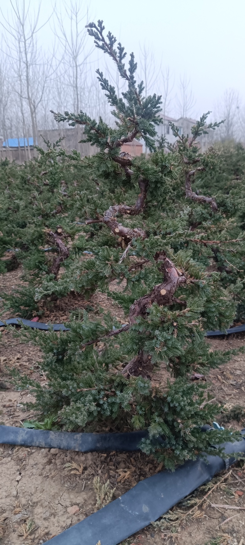 造型爬地柏铺地柏盆栽绿植阳台庭院花卉