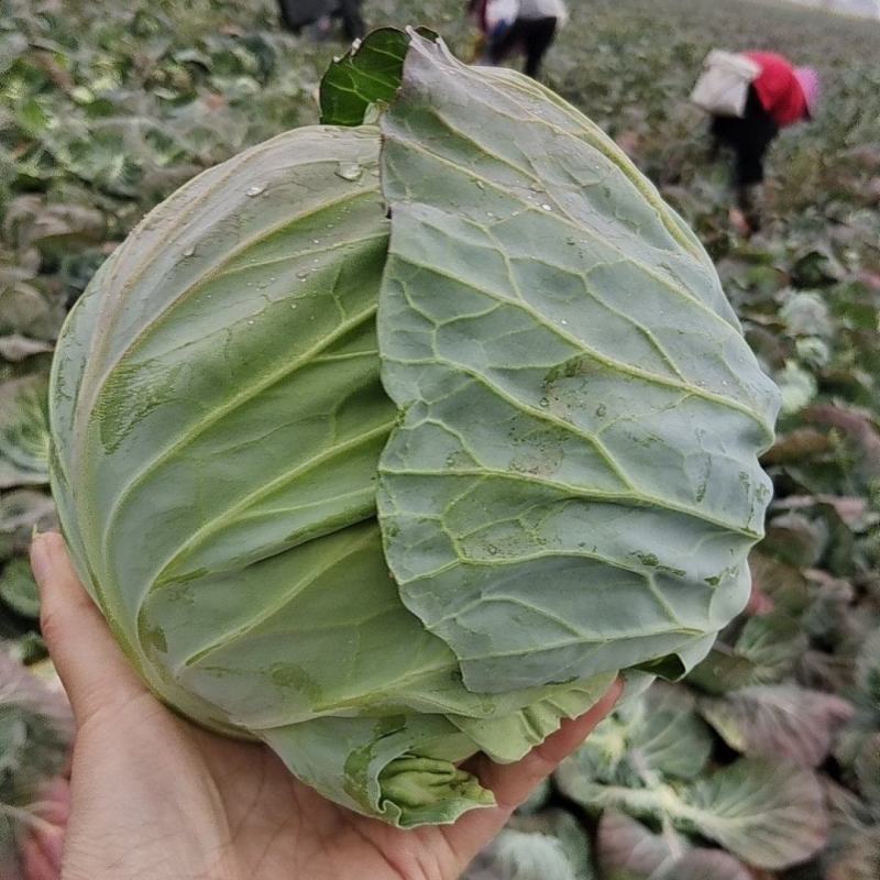精品圆包菜甘蓝现摘现卖产地直发，量大从优