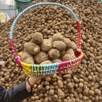 山东优质牛奶芋头产地直发，大量有货。保质保量，量大从优